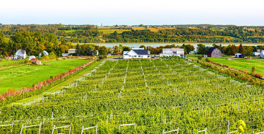 img_Vignoble-899x458